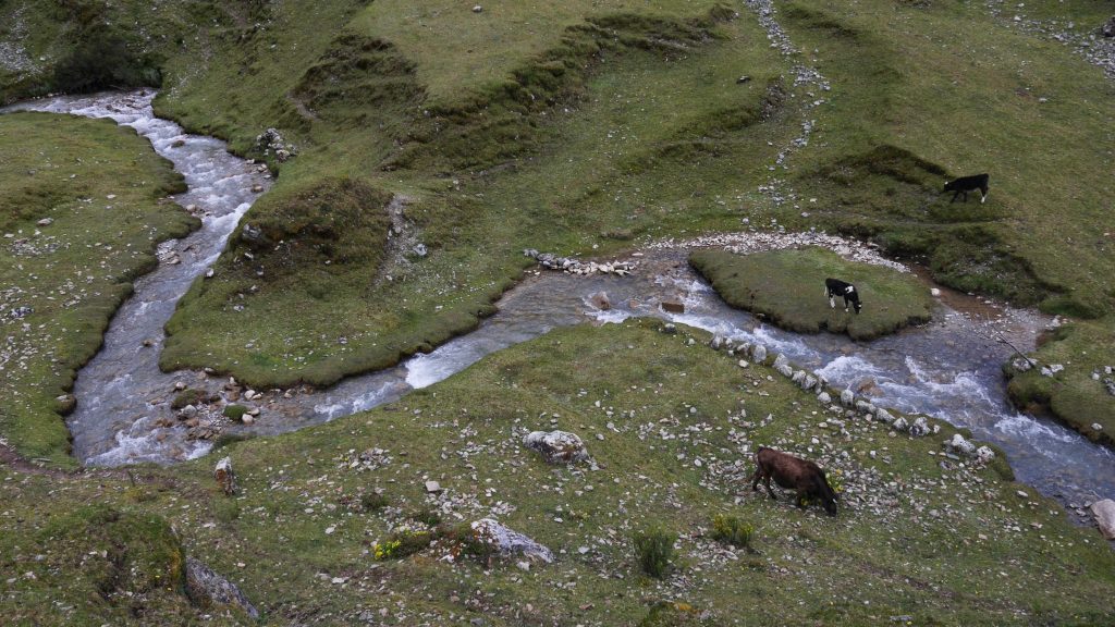Vaches et rivière